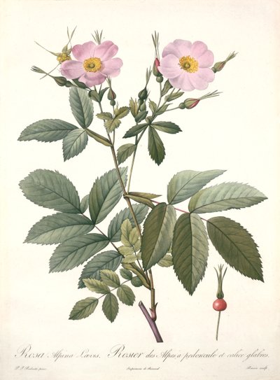 Rosa alpina laevis, gravé par Bessin, de 